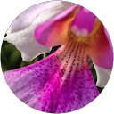 sharon MacIvor profile picture