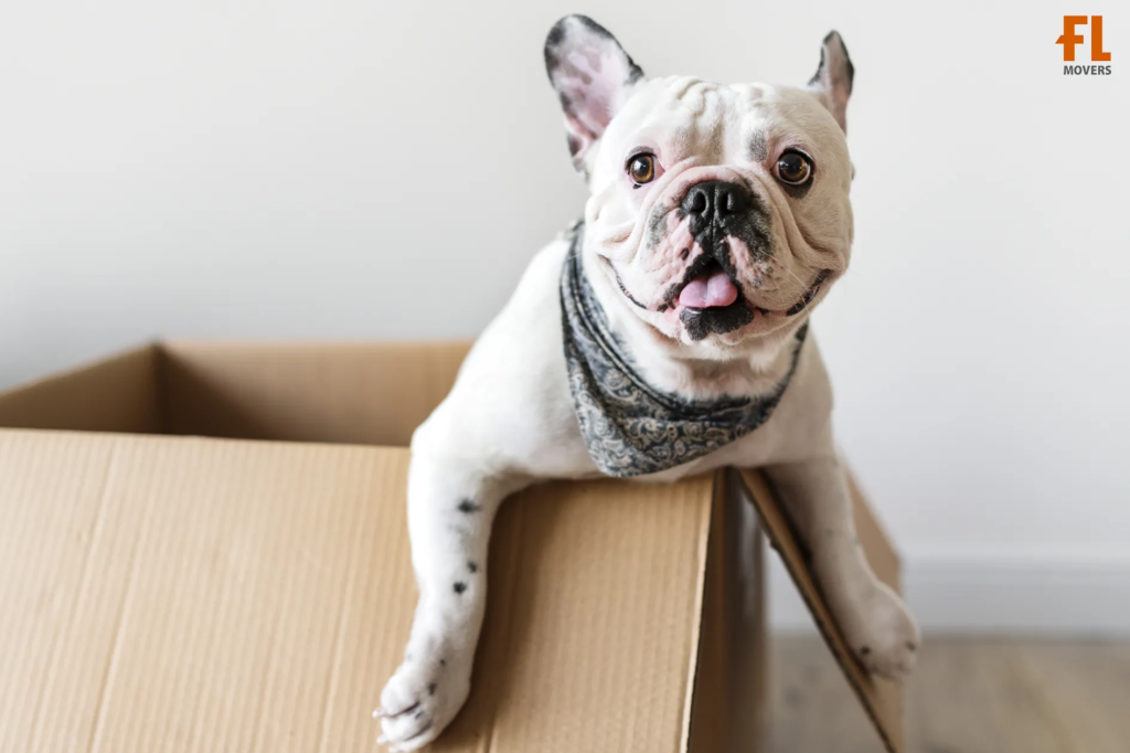 Summer Pet-Friendly Moving Service Customer Dog Sit and Have Fun in Box